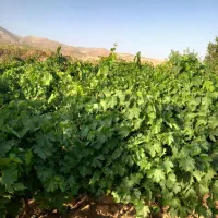 باغ روستای موئینه