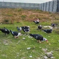 اردک روسی نر دونه ای ۲تومن واردک روسی ماده ۱۲۰۰