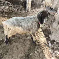 قوچ بختیاری