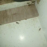 سمپاشی و ریشه کنی
