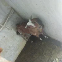 گوسفند