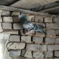 پادری|پادری|کرمان, |دیوار