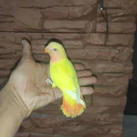 طوطی برزیلی دستی