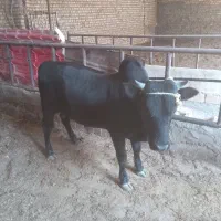 گوساله
