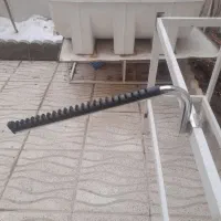 رگال (قوطی خور)