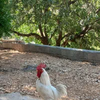 خروس محلی