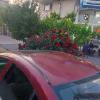 mvm530 سلماس