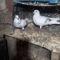 کفتر|پرنده|آشخانه, |دیوار