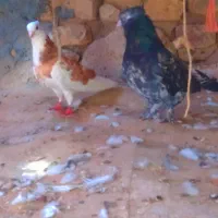 اسباب بازی کبوتر