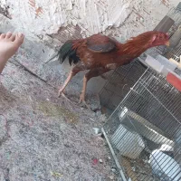 قرمز خروس لاری