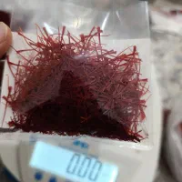 زعفران دخترپیچ
