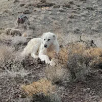 سگ گوسفندی جوان
