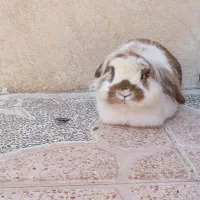 خرگوش لپ نر