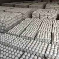 تخم مرغ زرده طلایی