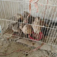 بلدرچین 2 ماهه