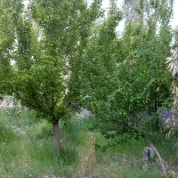 چهار دیواری کنجوان با مجوز