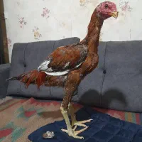 جوجه خروس لاری