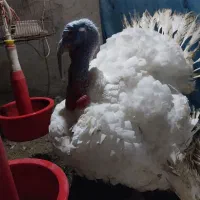 بوقلمون گوشتی ارگانیک
