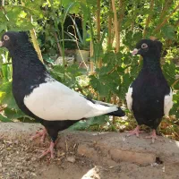 کبوتر سینه سیاه وکله ای مولد کلکسیونی/بازدید کردان
