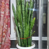 گل سانسوریا بزرگ