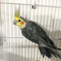 عروس هلندی