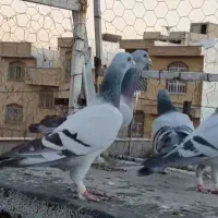 کبوتر|پرنده|شیراز, شهرک قمشه|دیوار