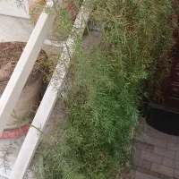شویدی وگلدان ساکولنت خرفه ای