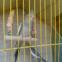 عروس هلندی