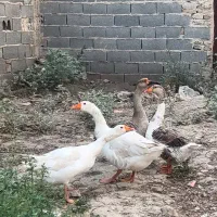 فروش غاز محلی(نروماده)