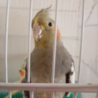 عروس هلندی