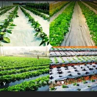 انواع پلاستیک نایلون نایلکس ساک پارچه ای