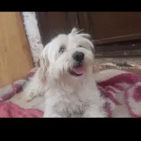 سگ پاکوتا معاوضه با کبوتر