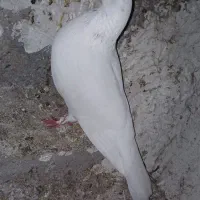 کفتر