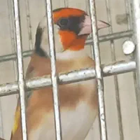 سهره