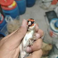 سهره  قرص بخون درجه یک به شرط