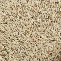 جو محلی بذری درجه ۱ فوق العاده تمیز