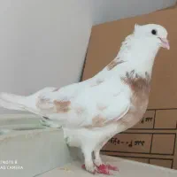 کبوتر کاکلی نر