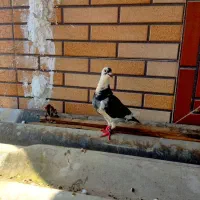 چهار عدد کبوتر تکپر و یک عدد پلنگ مگسی