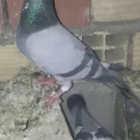سبز
