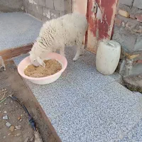بره مری1ساله