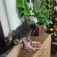 کاسکو