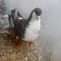 کبوتر با جوجه