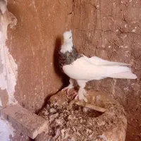 کبوتر طوقی