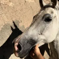 اسب|اسب و تجهیزات اسب‌سواری|ورامین, ورامین|دیوار