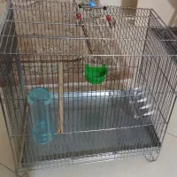 سهره قفس