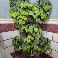 درختچه و گلدان
