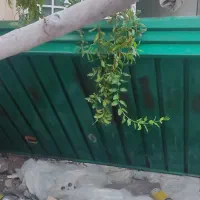 شیربونی