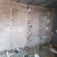 کفتردورنگ|پرنده|دهبکری, |دیوار