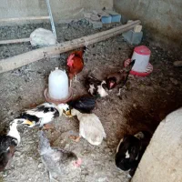 اردک|حیوانات مزرعه|شیراز, کوشک بیدک|دیوار