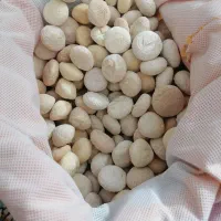 کشک اعلاء